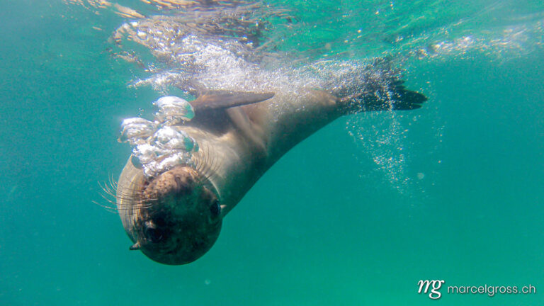. Snorkeling with young, curious Galapagos sea lions, Isla Lobos, Galapagos. Marcel Gross Photography