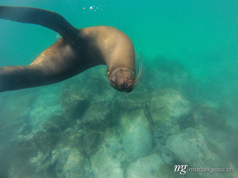 . Snorkeling with young, curious Galapagos sea lions, Isla Lobos, Galapagos. Marcel Gross Photography