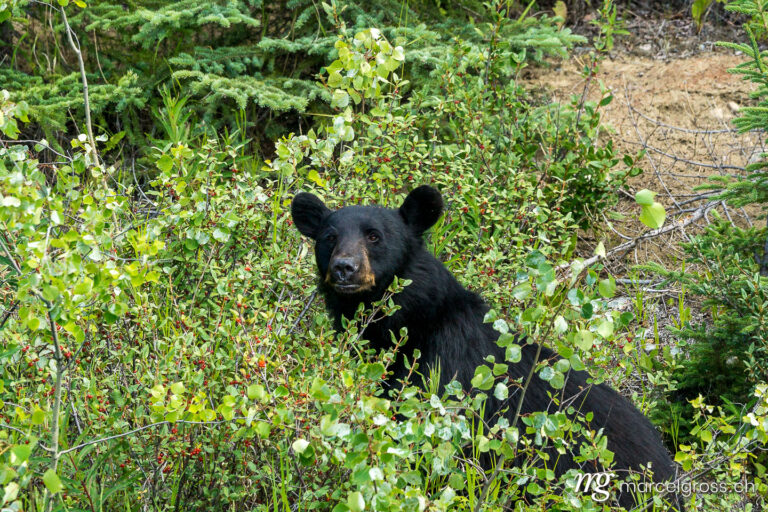 . Black bear on the Alaska Highway, Yukon, Canada. Marcel Gross Photography