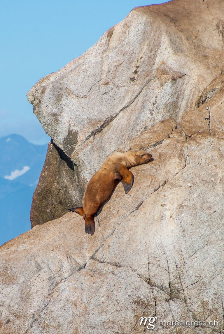 . sea lion lying on a rock. Marcel Gross Photography