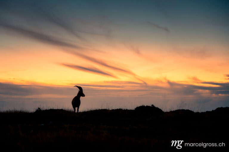 Steinbock Bilder. Silhouette eines jungen Steinbocks bei Sonnenuntergang. Marcel Gross Photography
