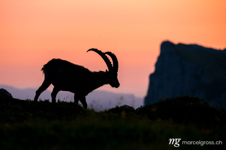 Silhouette of a male ibex in alpine meadow in the Bernese Oberland. Taken by Marcel Gross Photography