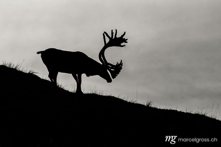 silhouette of a caribou bull
