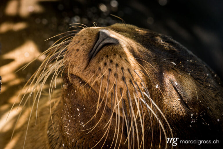 . sleeping sea lion. Marcel Gross Photography