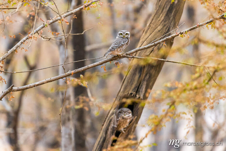 . spotted owlet in Ranthambore National Park, Rajasthan. Marcel Gross Photography
