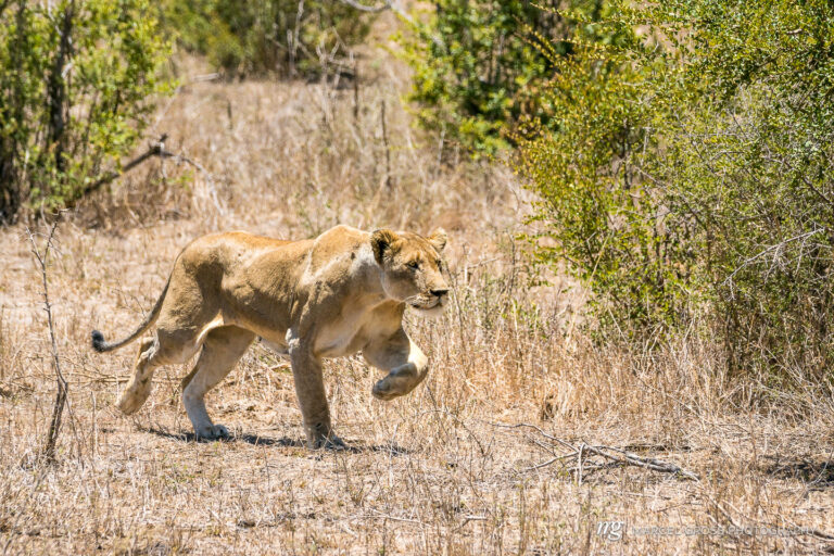we encountered this beautiful bigcat at noon. as she was unusually active for this time of the day, we decided to wait. after half an hour or more we got rewarded with the lioness in a full sprint past our car. unfortunately we did not see, if the hunt was successful, but it was a unforgetable sighting anyway.. Taken by Marcel Gross Photography