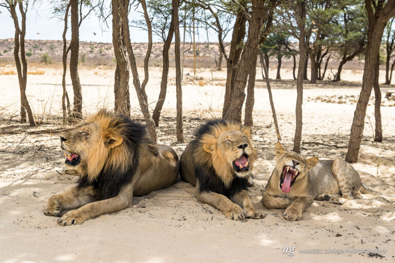 These three cats are party of a huge pride which includes up to 18 lions in the Nossob Valley of Kgalagadi Transfrontier Park. Taken by Marcel Gross Photography