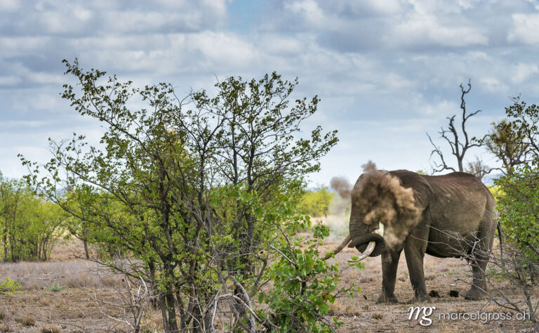 . Stattlicher Elefantenbulle. Marcel Gross Photography