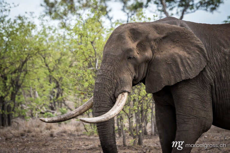 . Stattlicher Elefantenbulle. Marcel Gross Photography