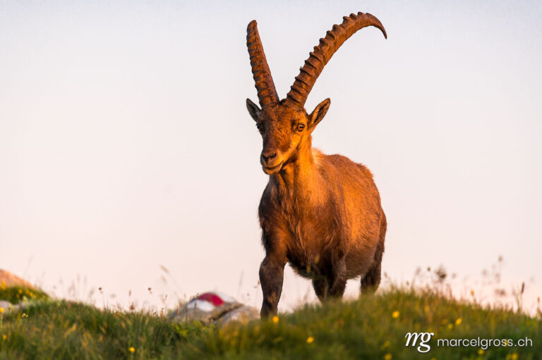 Capricorn pictures. handsome male ibex in a summery alpine meadow in the Bernese Oberland. Marcel Gross Photography