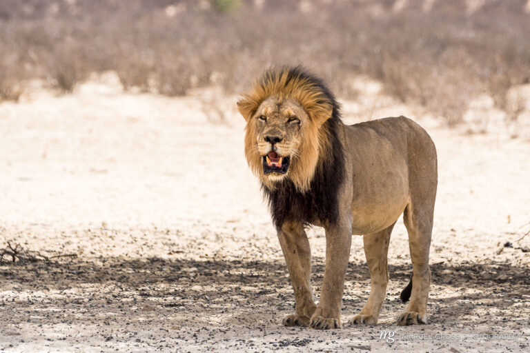 a wonderful male Kalahari Lion in Kgalagadi Transfrontier Park, South Africa. Taken by Marcel Gross Photography
