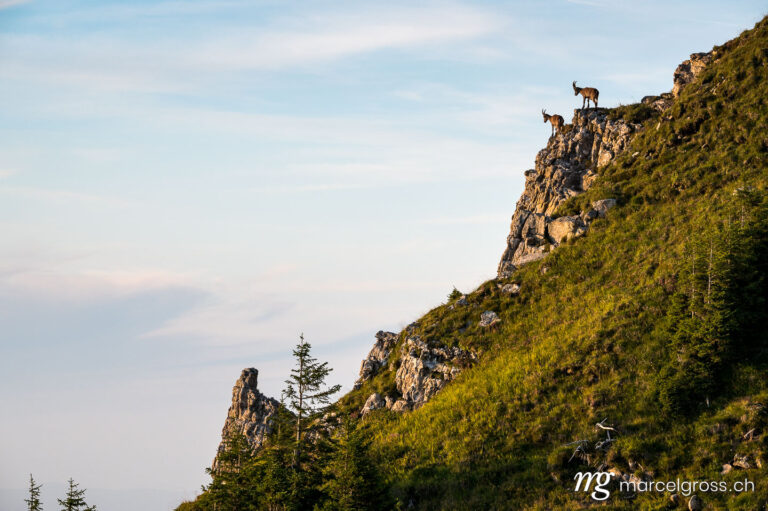 Capricorn pictures. Ibexes on rocks on steep slope in Bernese Oberland. Marcel Gross Photography