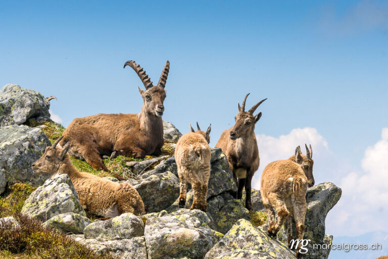 Capricorn pictures. Capricorn family in the Swiss Alps. Marcel Gross Photography