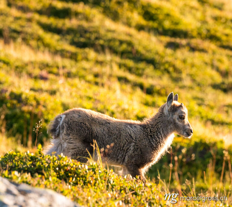 Capricorn pictures. Ibex cub on alpine meadow. Marcel Gross Photography