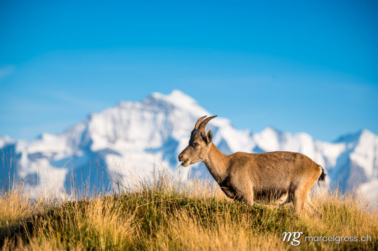 Steinbock vor dem Gipfel von der Jungfrau. Taken by Marcel Gross Photography