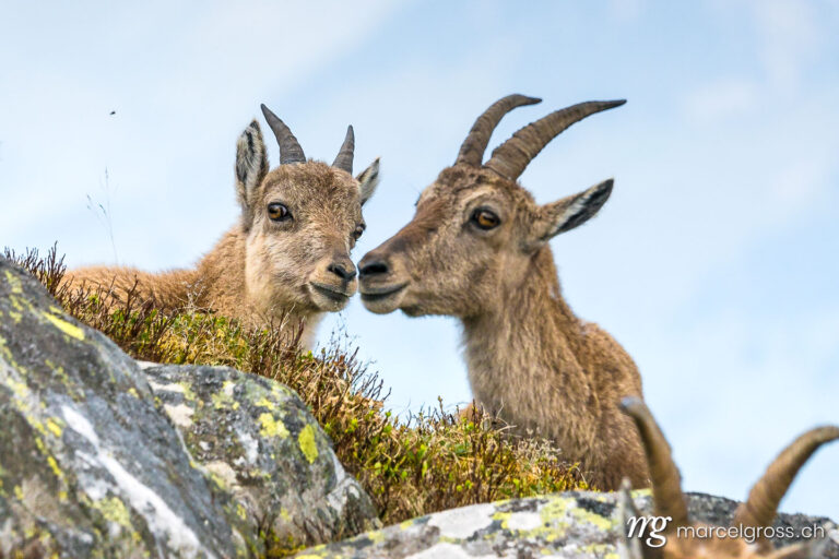 Capricorn pictures. Capricorn goat with fawn. Marcel Gross Photography