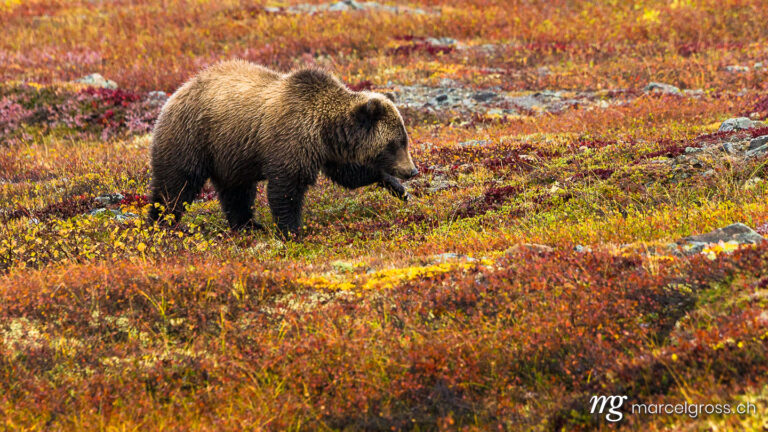 grizzly bear in autumn colored tundra