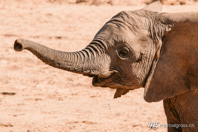 baby desert elephant