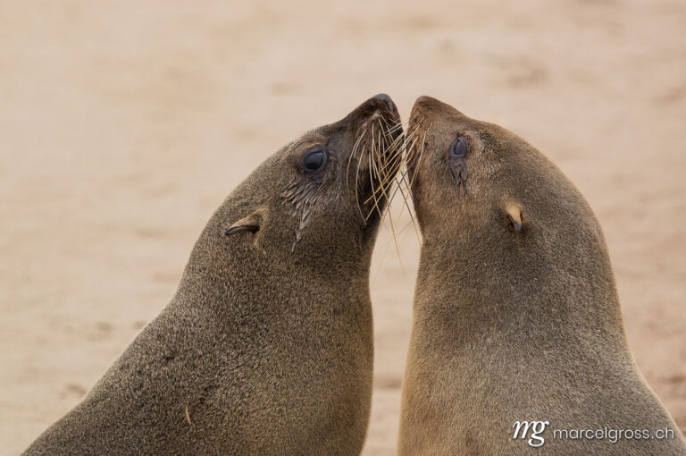 . South African fur seals. Marcel Gross Photography