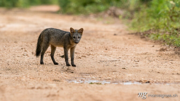 . South American crab fox in the Pantanal. Marcel Gross Photography