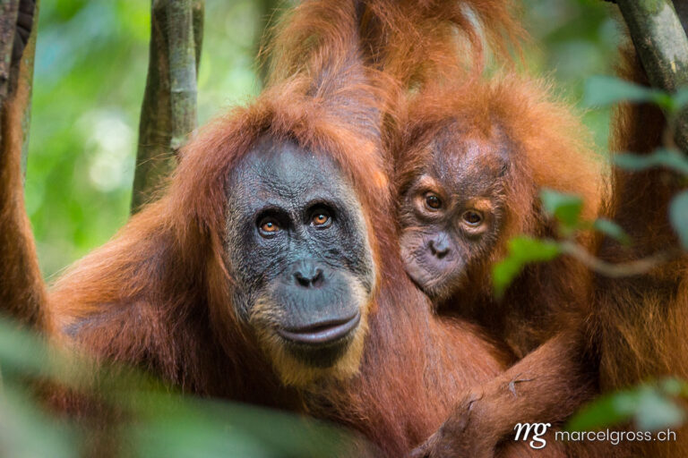 . suckling baby orangutan. Marcel Gross Photography