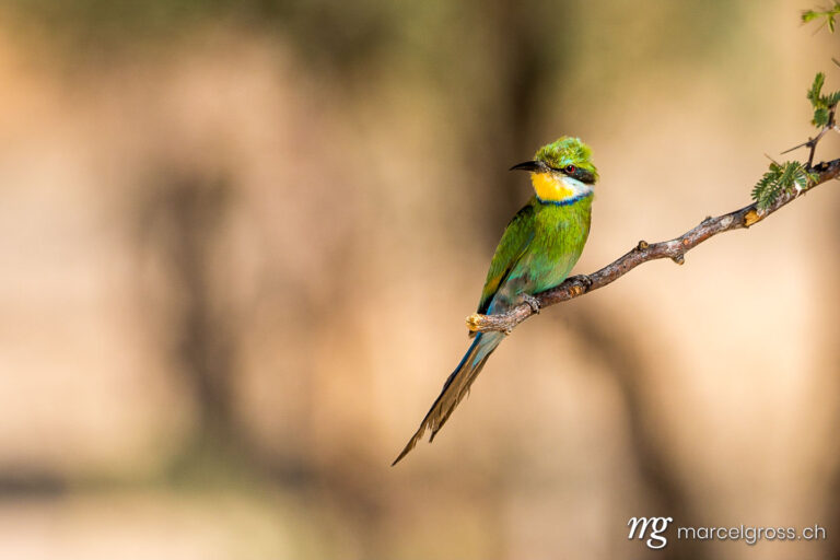 . swallow-tailed bee-eater (Merops hirundineus). Marcel Gross Photography