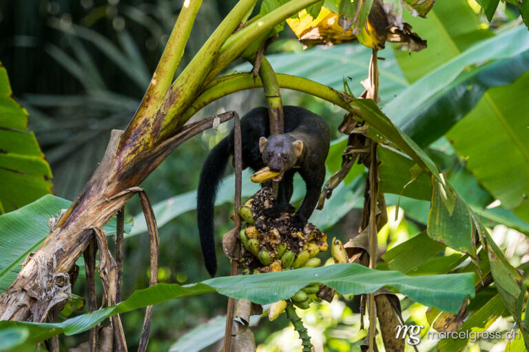 . Tayra marten eating a banana, Lago Sandoval, Peruvian Amazon. Marcel Gross Photography