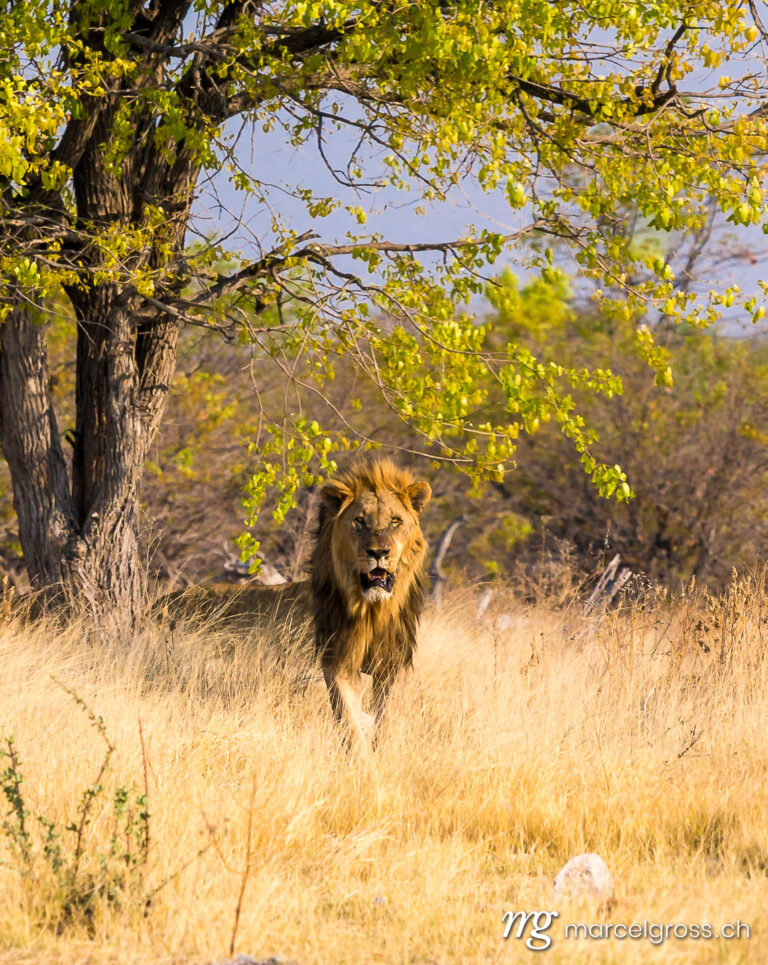 lion king approaching