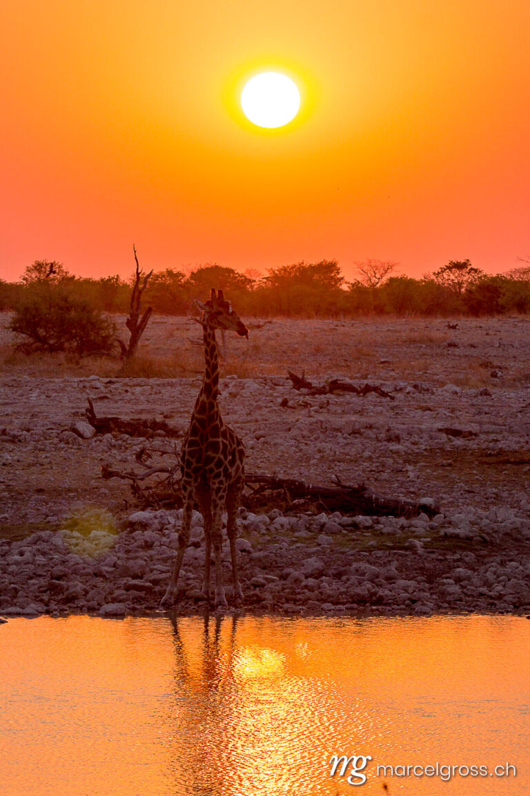 . the magic of an african safari. Marcel Gross Photography