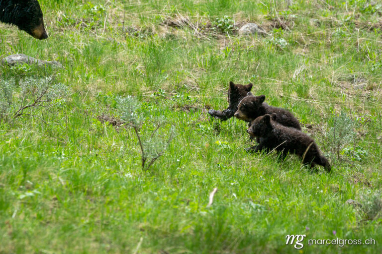 . three baby black bears. Marcel Gross Photography
