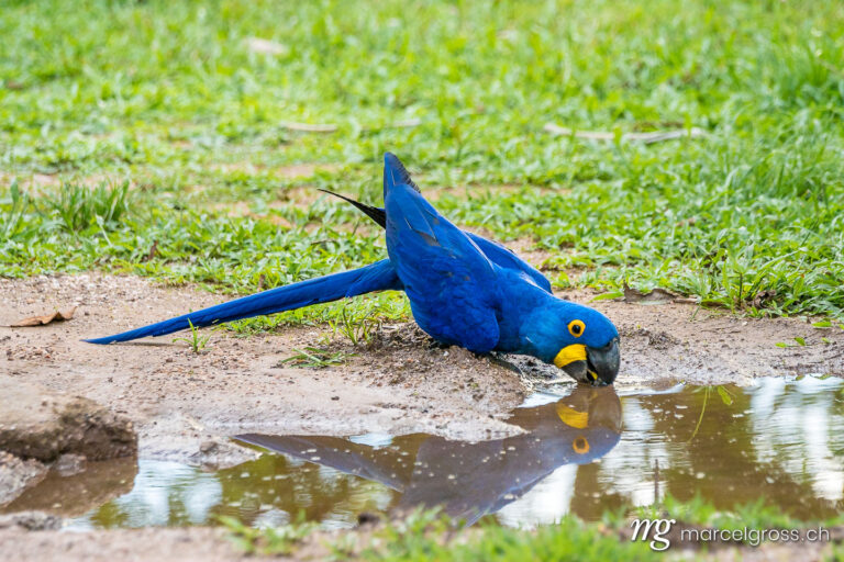 . drinking Hyacinth Macaw in the Brazilian Pantanal. Marcel Gross Photography