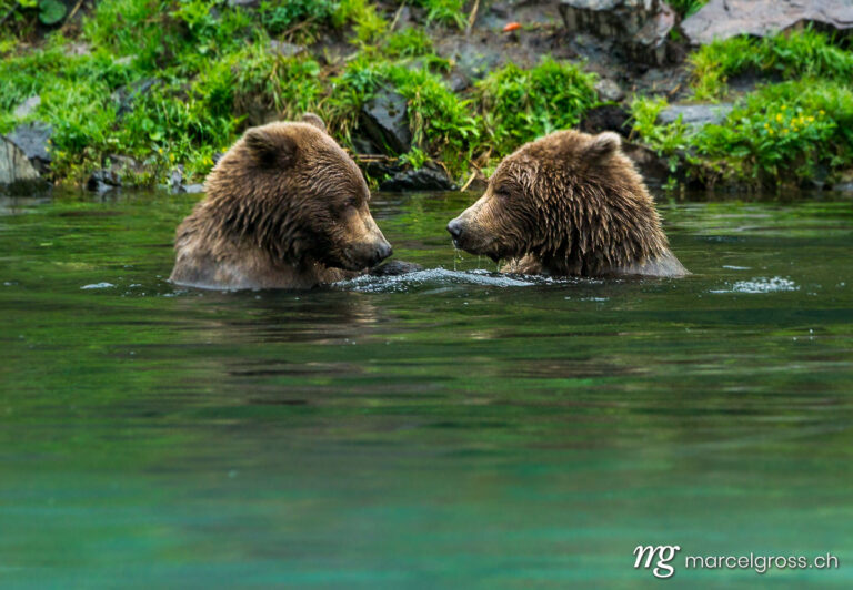 . two bears in the river. Marcel Gross Photography
