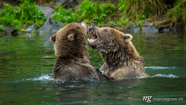 . Two subadult grizzly bears fighting in the water, Lake Clark National Park, Alaska. Marcel Gross Photography