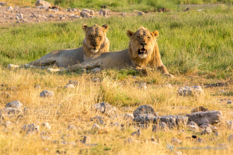 two young male lions at an Elephant Kill in Etosha National Park. Taken by Marcel Gross Photography