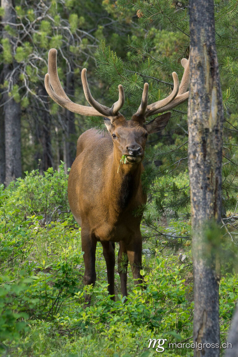 . Wapiti on campground in Grand Teton National Park, Wyoming. Marcel Gross Photography