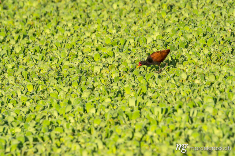 . Wasservogel im Pantanal. Marcel Gross Photography