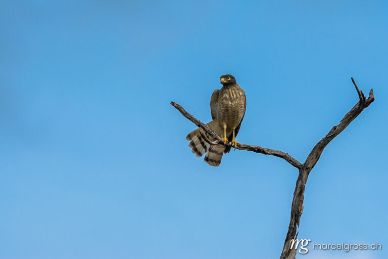 . Road buzzard in Pantanal. Marcel Gross Photography