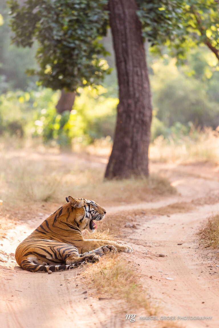 a tiger mother with her full crown son lying right on the dirt track running through Bandhavgarh National Park. Taken by Marcel Gross Photography
