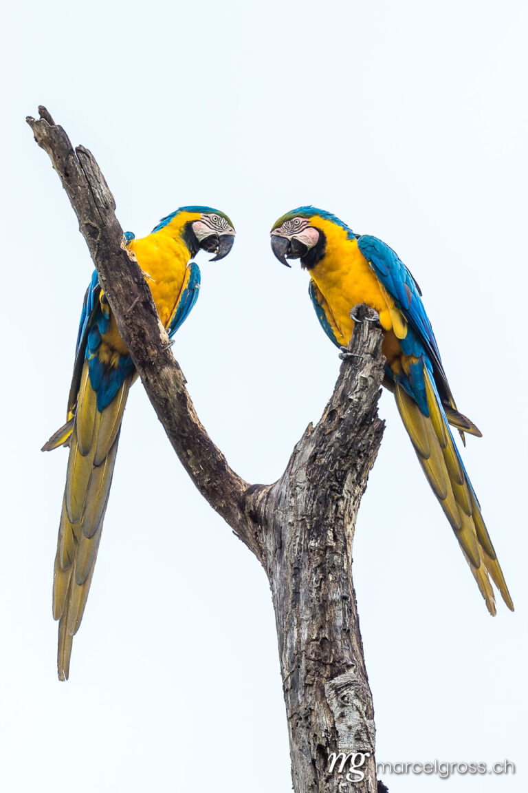 . Wild Yellow-breasted Macaws in the Pantanal, Brazil. Marcel Gross Photography