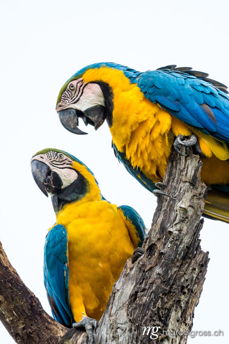 . Wilde Gelbbrustaras im Pantanal, Brasilien. Marcel Gross Photography