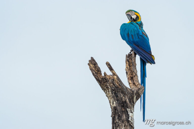 . Wilder Gelbbrustara im Pantanal, Brasilien. Marcel Gross Photography