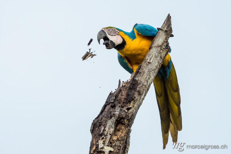 . Wild Yellow-breasted Macaw in the Pantanal, Brazil. Marcel Gross Photography