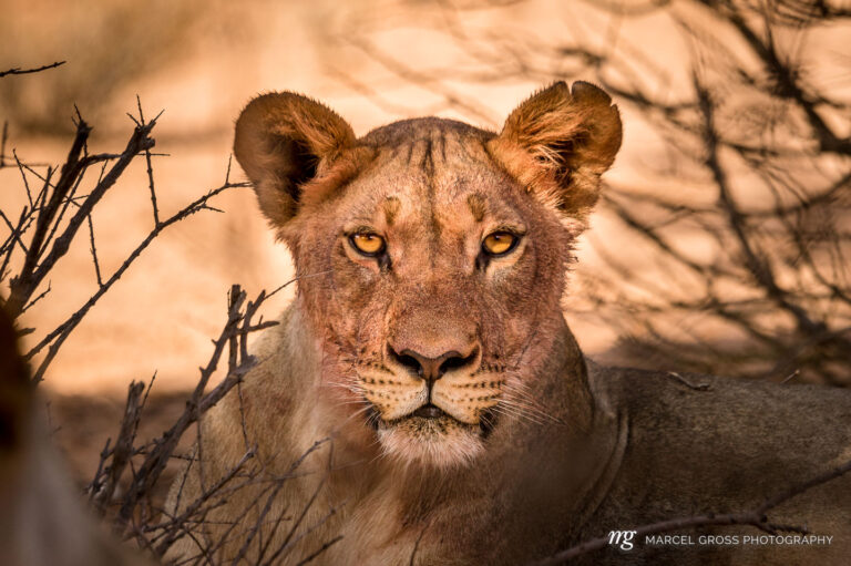 a lioness is throwing a intense glance at us. felt somewhat scarry, even inside the car.. Taken by Marcel Gross Photography