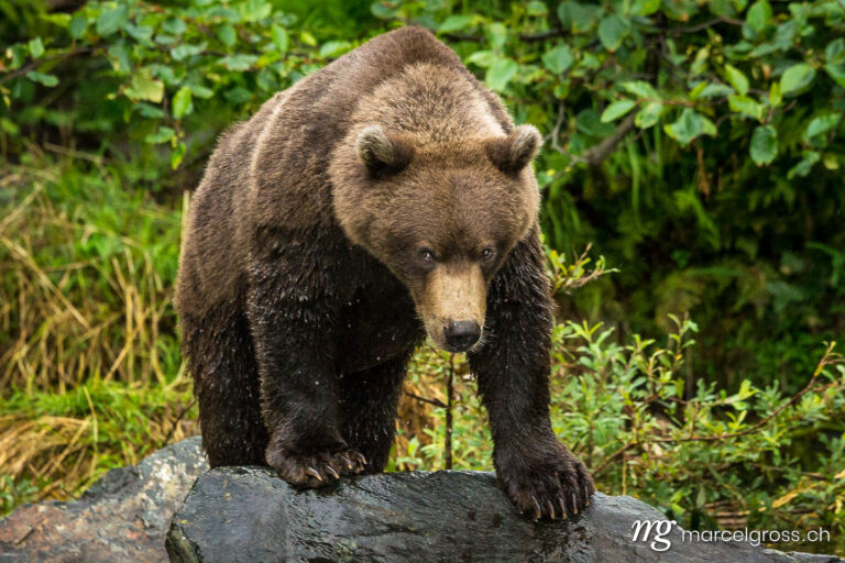 . young grizzly bear in Lake Clark National Park, Alaska. Marcel Gross Photography