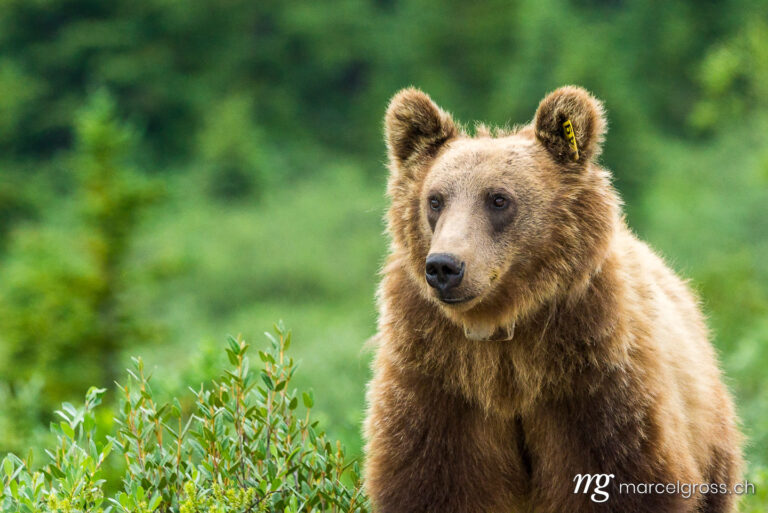 . young grizzly on Icefields Parkway. Marcel Gross Photography