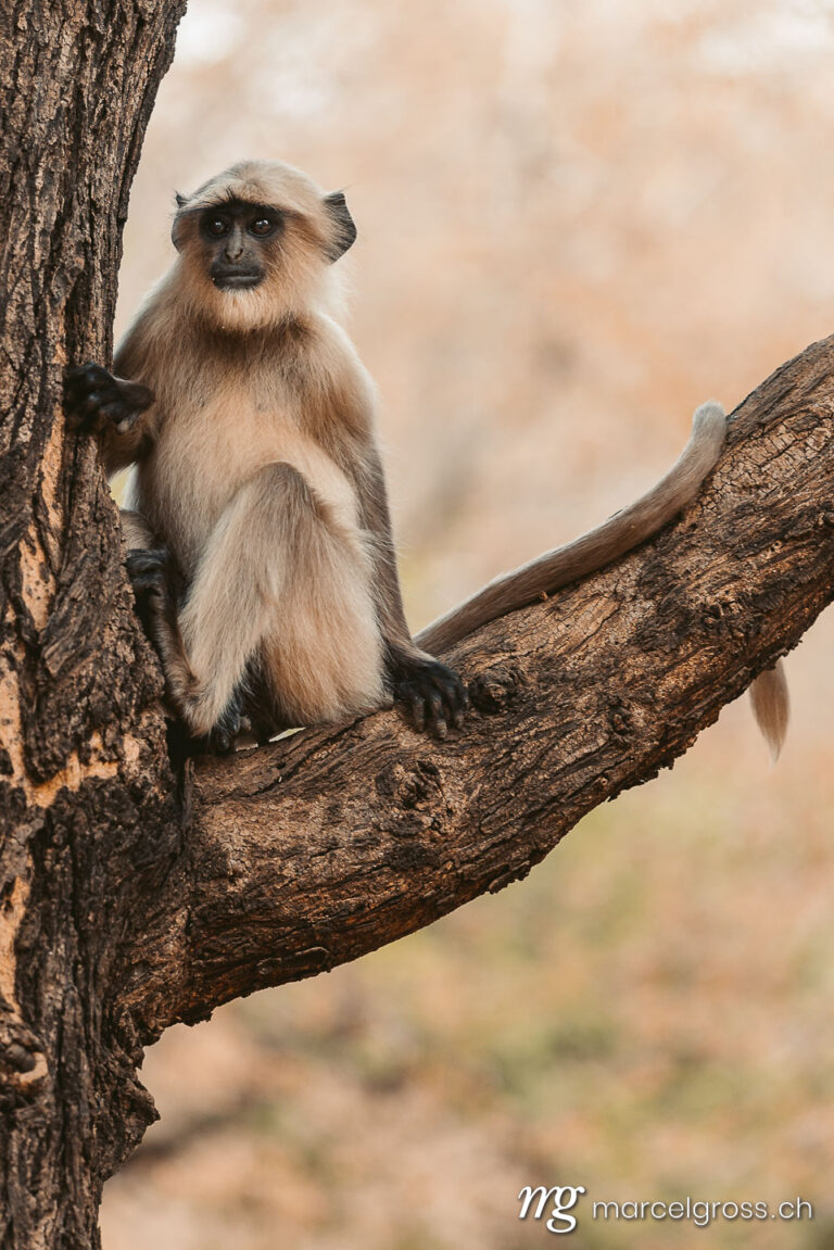 . young hanuman langur on the look out . Marcel Gross Photography