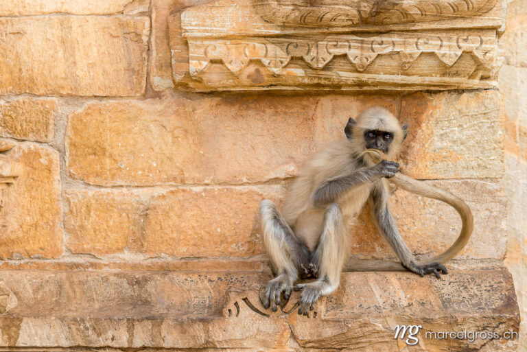 . Young Hanuman Langur on the wall of a Temple in Chittorgarh, Rajasthan. Marcel Gross Photography