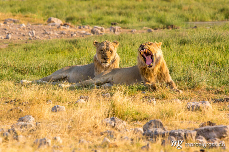 Raubkatzen Bilder - marcel gross wildlife young male lions 029