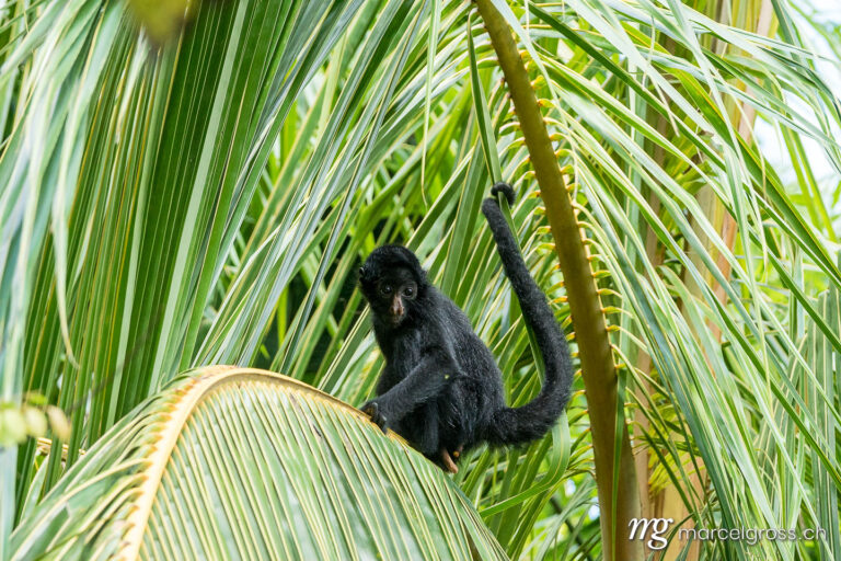 . young spider monkey on a palm tree. Marcel Gross Photography