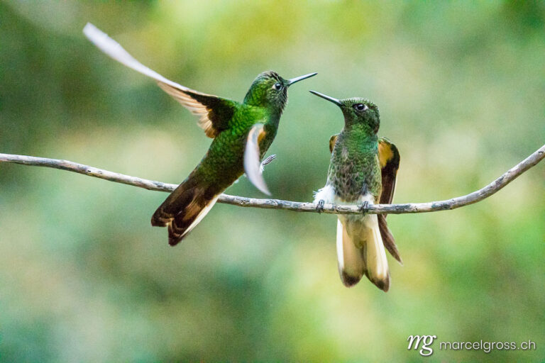 . Zwei Kolibri im Reserva Natural Acaime nahe Salente, Zona Cafetera, Kolumbien. Marcel Gross Photography